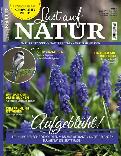 Magazine